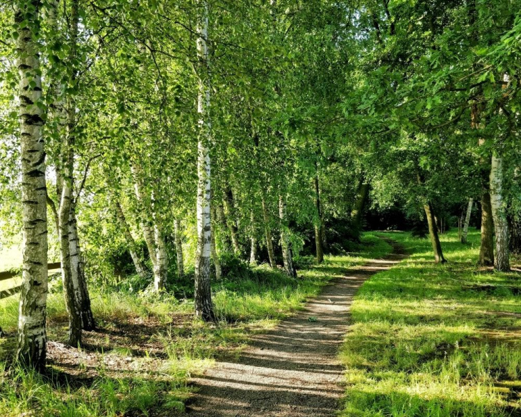 Kesäinen lehmihaka ja polku halki koivikon.