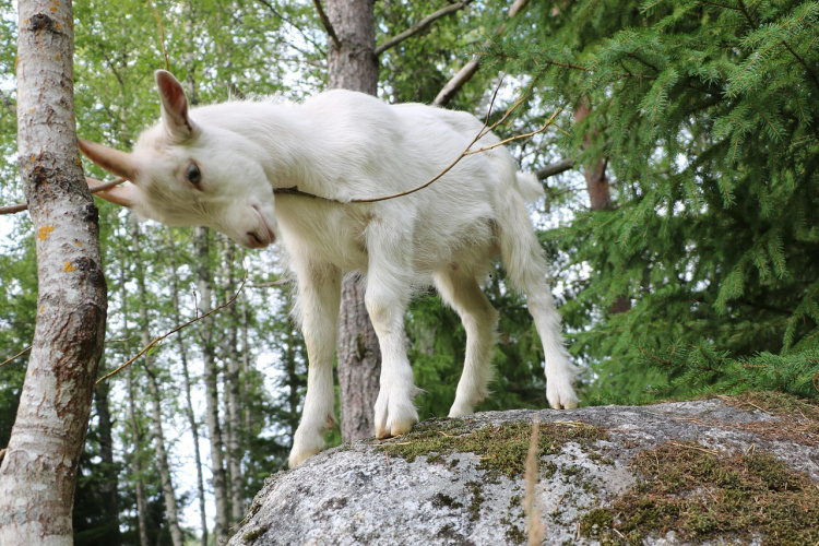 Valkoinen pikku kili hieroo sarviaan puuhun. 