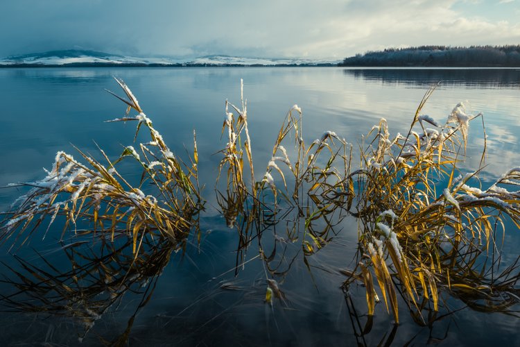Rannan ruoko - paastonajan sävelhartaus Rannan ruoko - paastonajan sävelhartaus