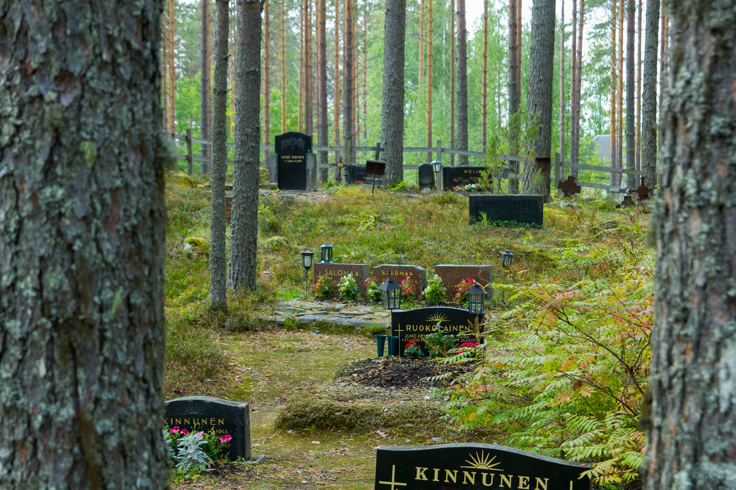 Luonnontilainen hautausmaa: maassa sammaleita ja kasveja, suuret männyt ympäröivät vanhoja hautakiviä.